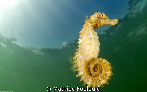 seahorse.Thau lagoon by Mathieu Foulquié 